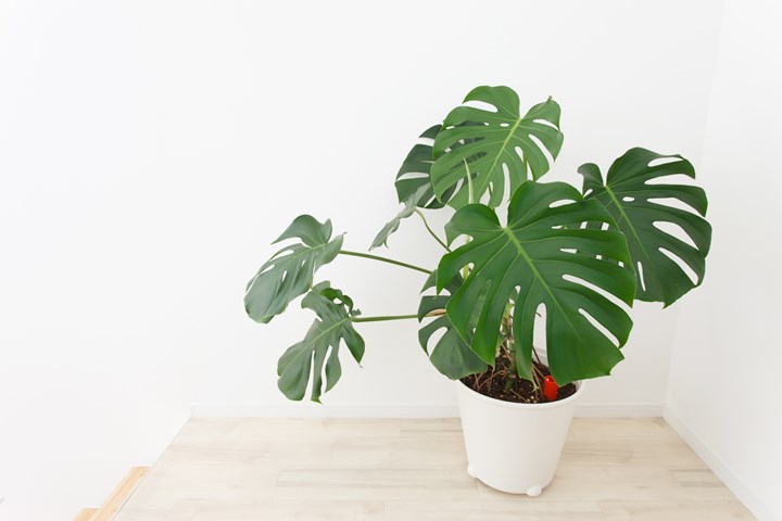 What Are the Best Types of Indoor Plants?