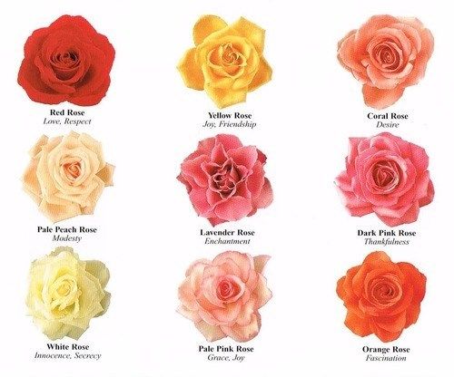Your Quick Guide to Flower Colors and Their Meanings