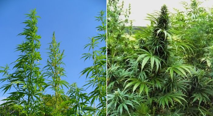 THC-O And Regular THC: What’s The Difference?
