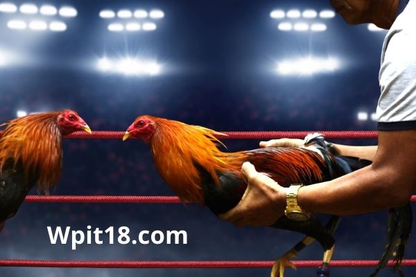 Now watch and Bet on cockfighting on the move: Wpit18.com Mobile App