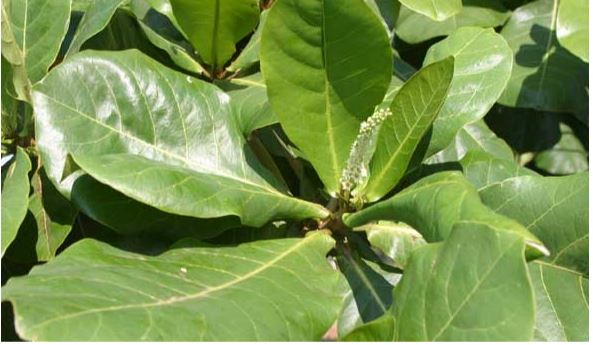 How To Extract Tannins From Indian Almond Leaves