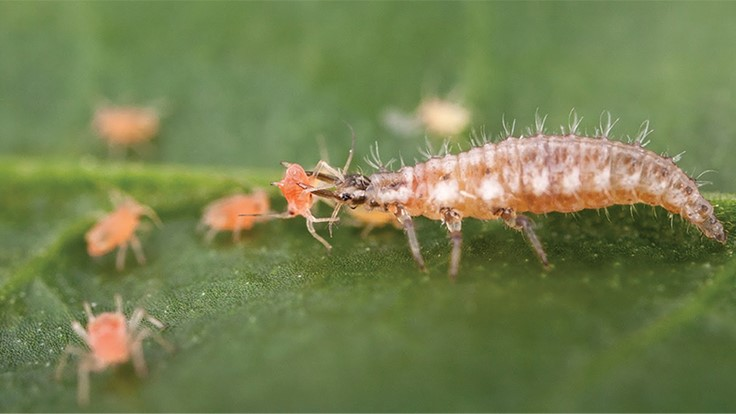 Some common methods used to eradicate pests