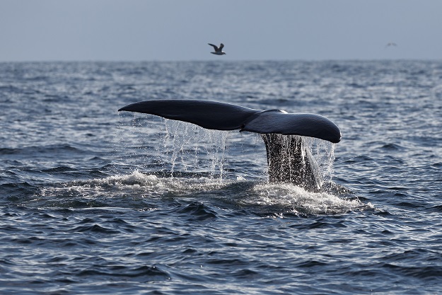 9 Amazing Facts About Humpback Whales Exmouth